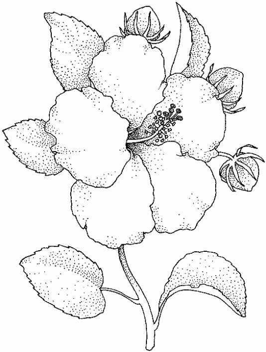 Flores lindas para dibujar a lapiz - Imagui
