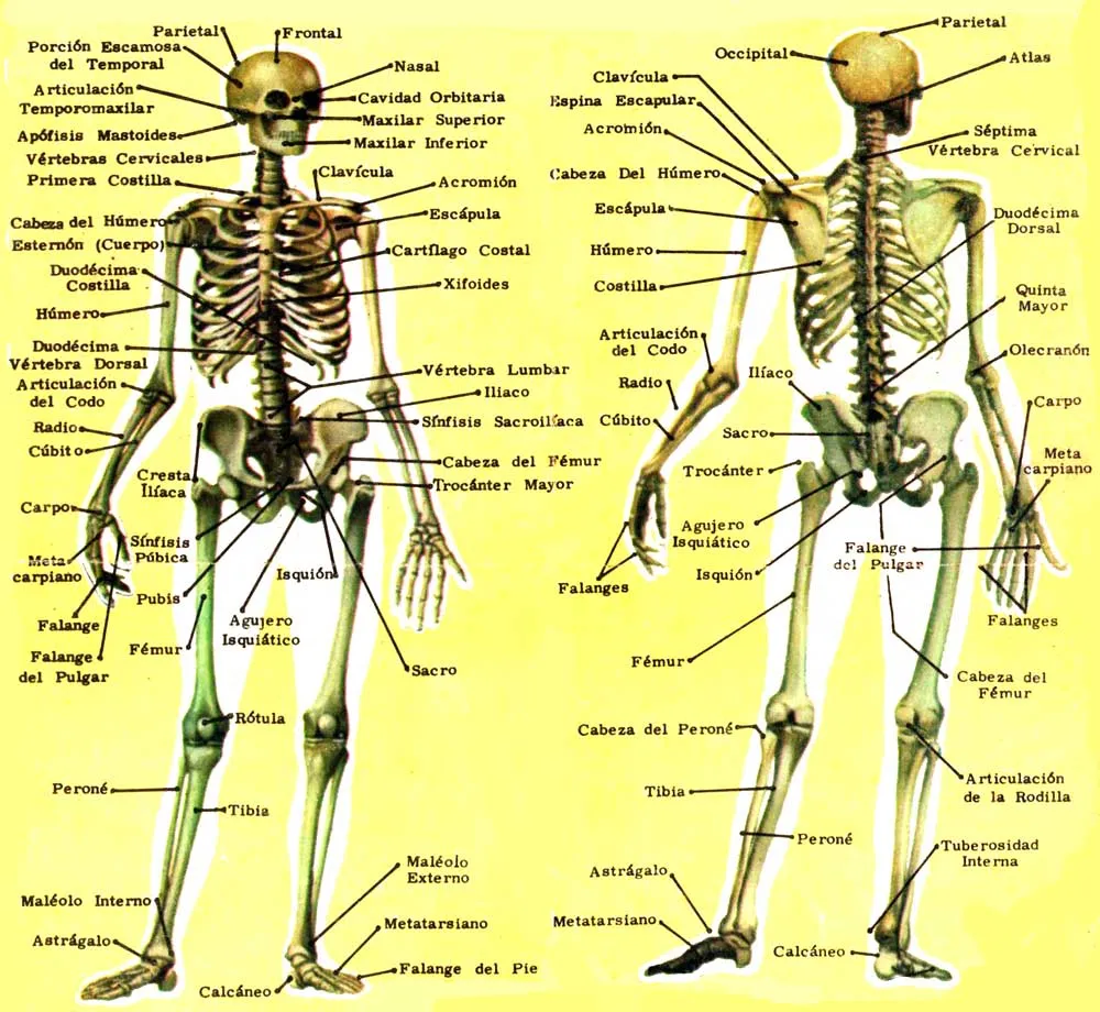 EDUCACIÓN FÍSICA Ana: Músculos y huesos