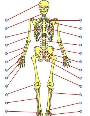 sistema+óseo.jpg