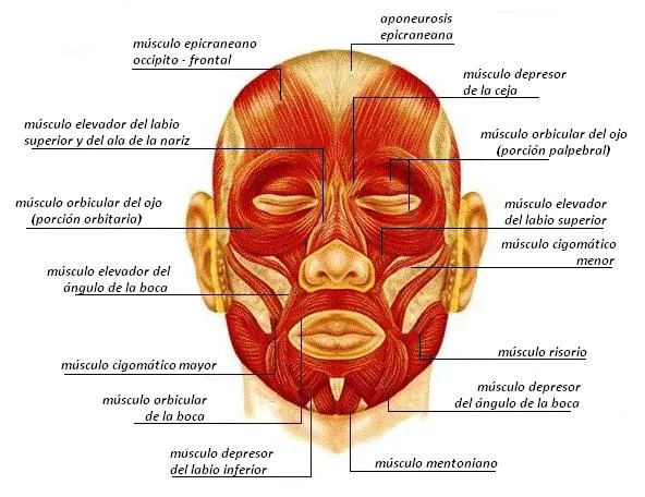 Educación Física en la Red: los músculos de la cara