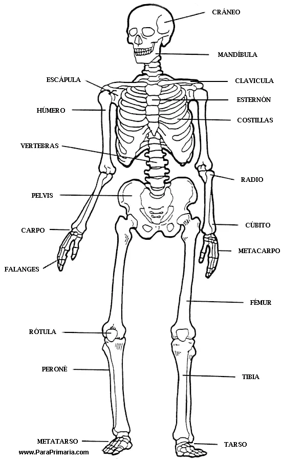 El cuerpo humano y sus partes para niños de primaria - Imagui