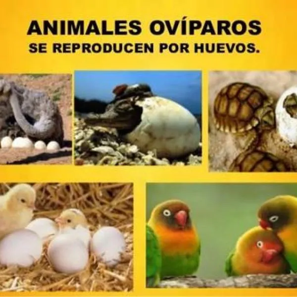 Ejemplos de animales ovíparos - para niños