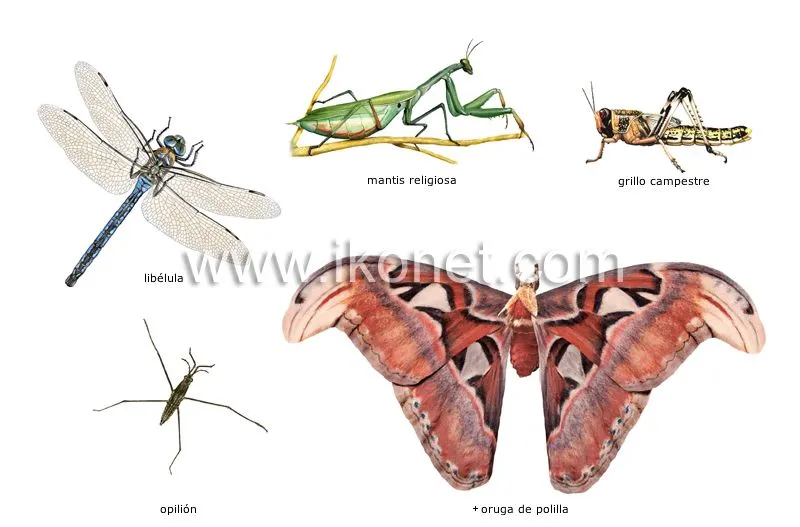 Ejemplos de insectos | Diccionario Visual