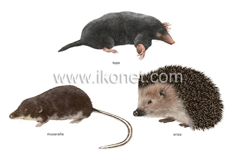 Ejemplos de mamíferos insectívoros | Diccionario Visual