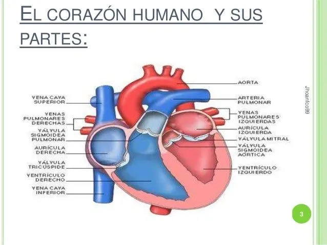 el-corazn-humano-3-638.jpg?cb= ...