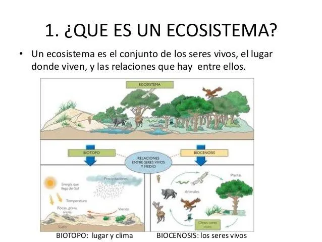 el-ecosistema-fluvial-3-638. ...