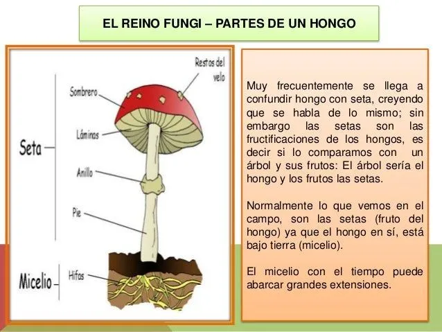 el-reino-fungi-hongos-4-638. ...