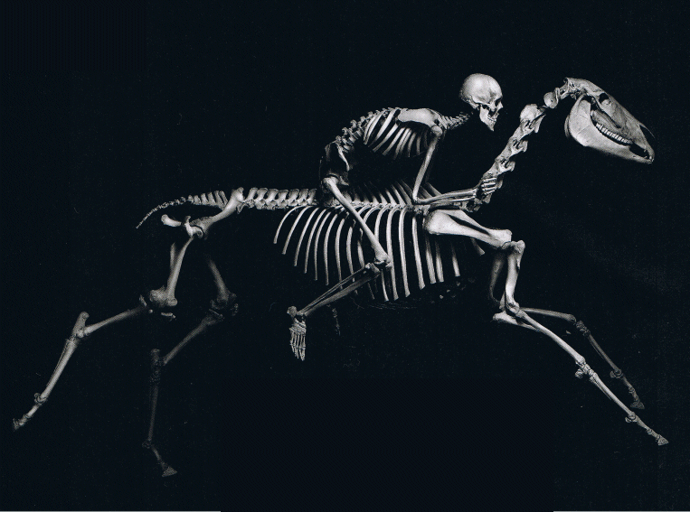 esqueleto-caballo.gif