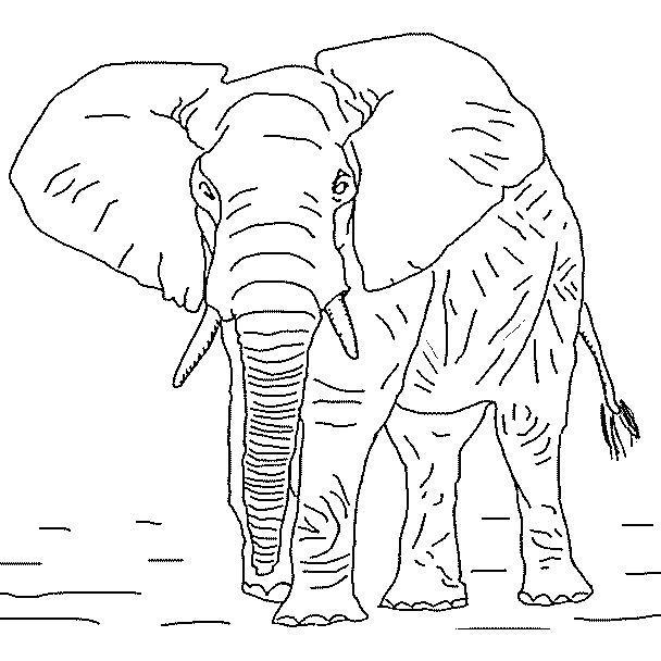 Imagen elefante africano PARA COLOREAR - Imagui