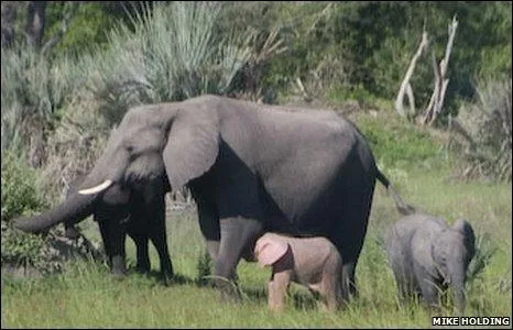 elefante+rosa.jpg