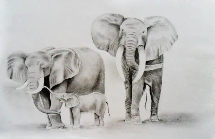 Elefantes on Pinterest | Elephants, Google and Search