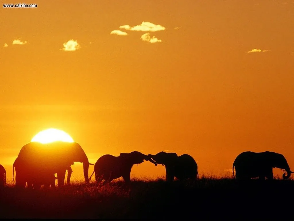Elefantes románticos | Imágenes de Amor