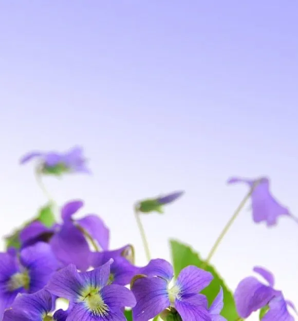 elegante, flores moradas material de imagen | Descargar Fotos gratis