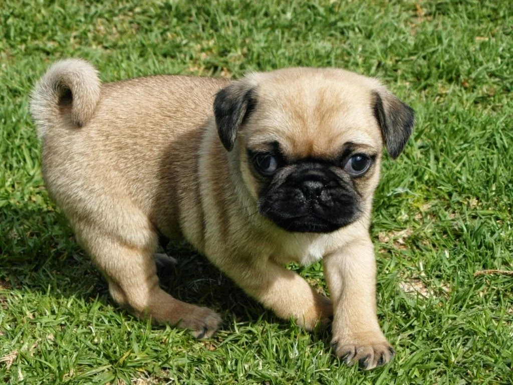 Como elegir un cachorro PUG | Criadero PUG Vaztor Como elegir un cachorro PUG | Criadero PUG Vaztor