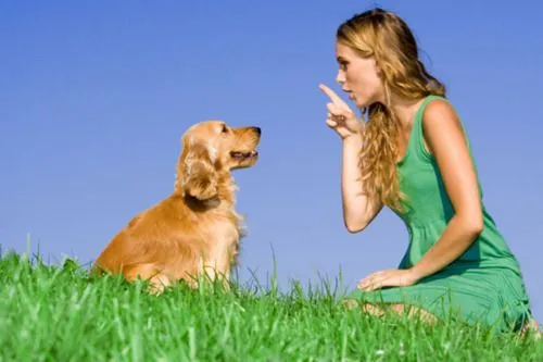 Cómo elegir al entrenador correcto para tu perro | Blog Petcetera