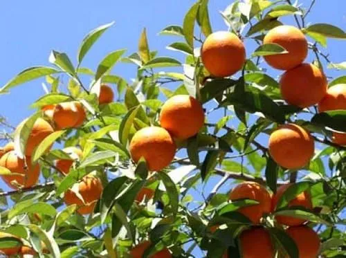 Elegir Especies de Árboles Frutales Según el Clima II Elegir Especies de Árboles Frutales Según el Clima II