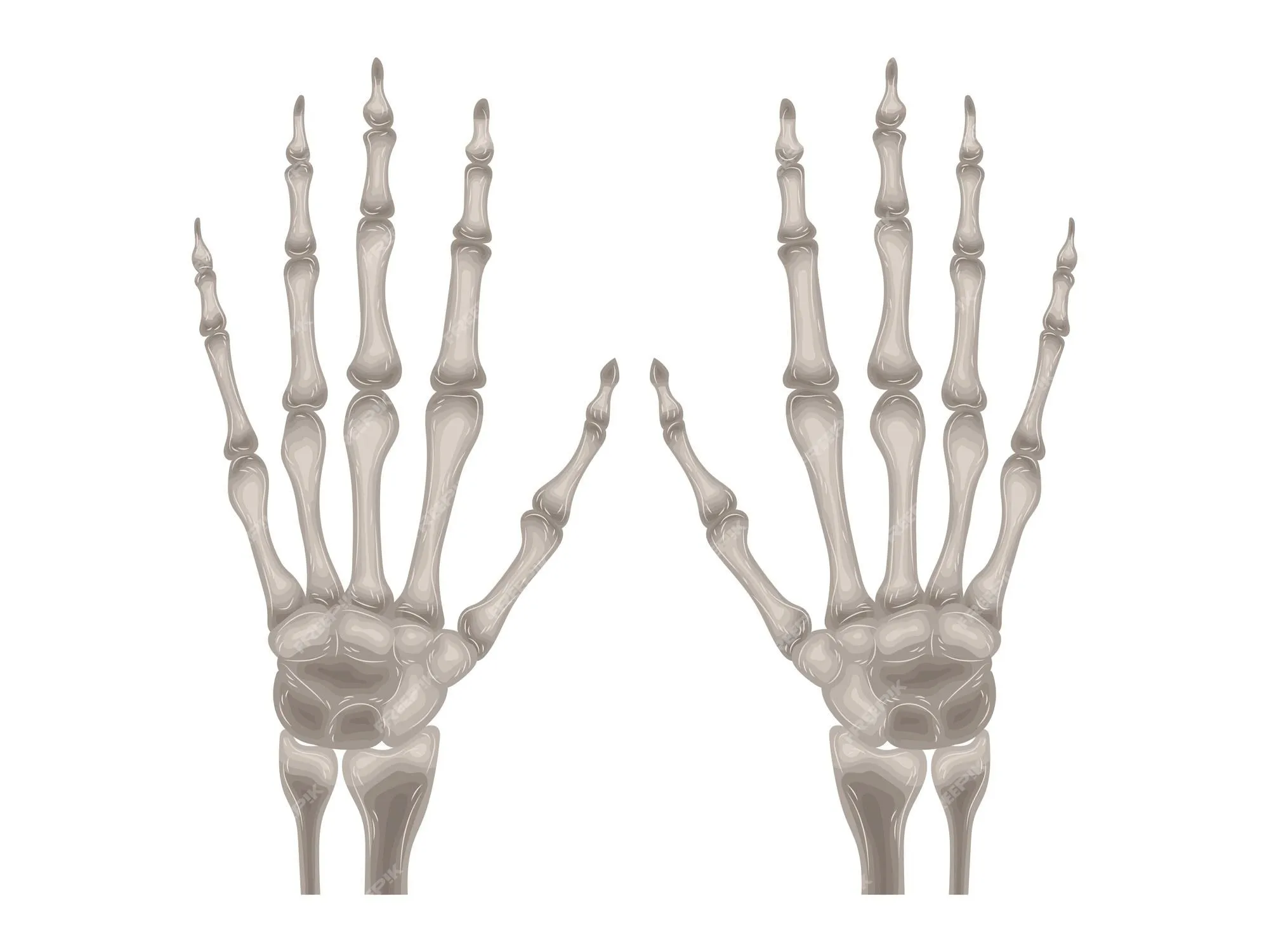 Elemento calcio doctor terapia cuerpo ciencia dibujos animados anatomía  cirugía biología hueso calaveras esqueletos plano | Vector Premium