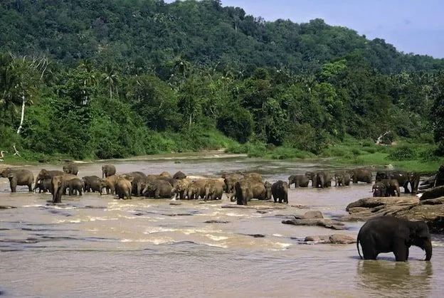 Elephant Habitat - Elephant Facts and Information