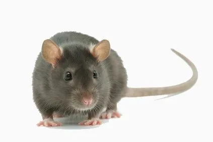 Eliminación de Plagas Ratas y Ratones | Pest Control Madrid