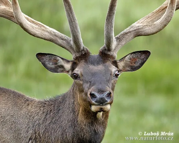 Elk Wapiti Pictures, Elk Wapiti Images | NaturePhoto