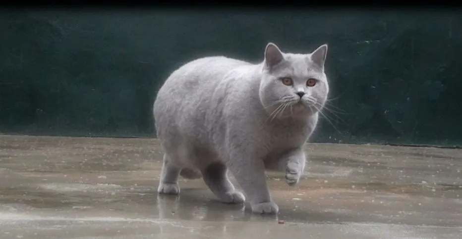 elmo nombre elmo raza britsh shorthair azul peso 6 5 kg nacio 19 4 ... elmo nombre elmo raza britsh shorthair azul peso 6 5 kg nacio 19 4 ...