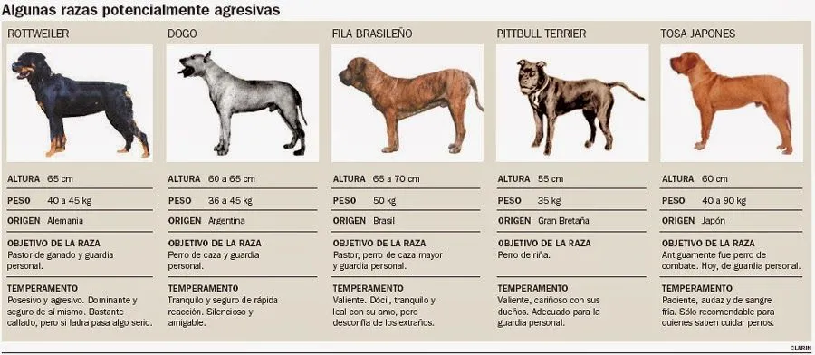 El_Rincon_de_Pablo: Las 10 razas de perros más peligrosos del mundo.