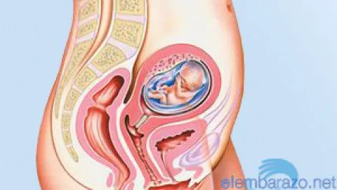 Embarazada de 34 semanas | Semanas de embarazo