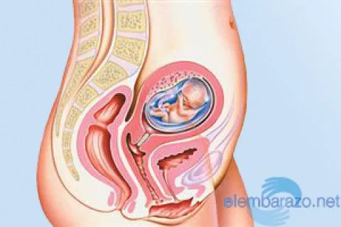 Embarazo 13 semanas | Artículos útiles sobre el embarazo