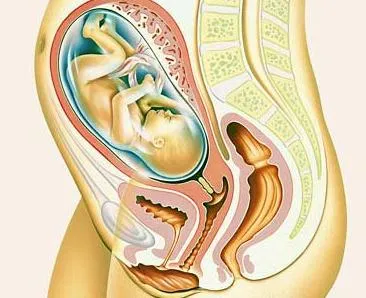 Embarazo: 28 Semanas ~ El Bebe de Mama - Embarazo, Parto, Lactancia ...