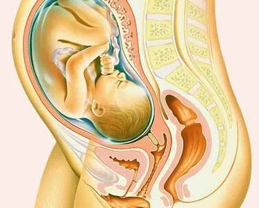  ... 34 Semanas ~ El Bebe de Mama - Embarazo, Parto, Lactancia, Bebe, Salud