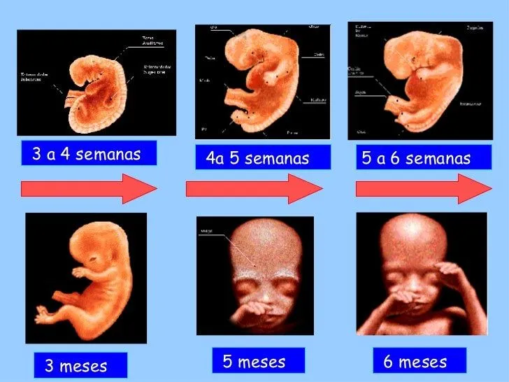 embarazo-y-desarrollo- ...