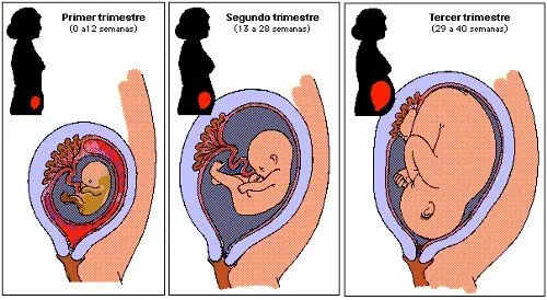 embarazo: Etapas de embarazo en adolescentes