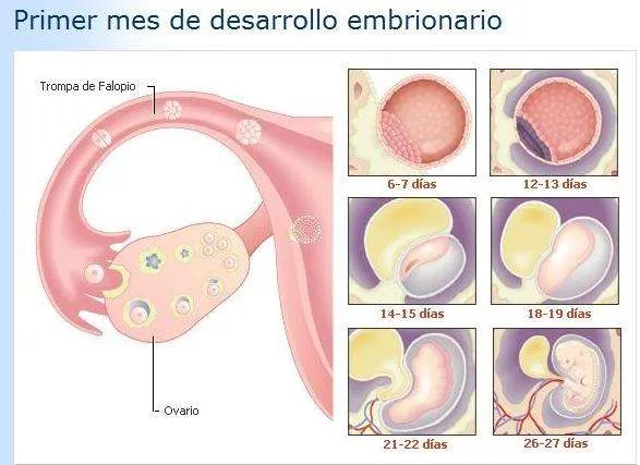 Desarrollo del embrion dibujos - Imagui