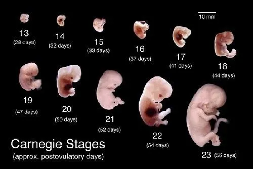 embrión - Bebés y más