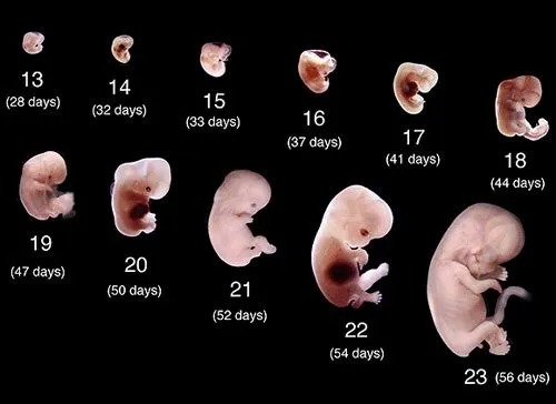 Sabes cómo es un embrión en las primeras semanas de gestación ?