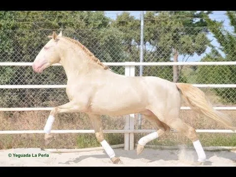 EMBRUJO - CABALLO LUSITANO - Golden Horse - Caballo Dorado - YouTube