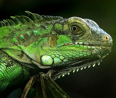 Emerald Kitty: 10 Amazing Green Animals | Lizards, Green and ...
