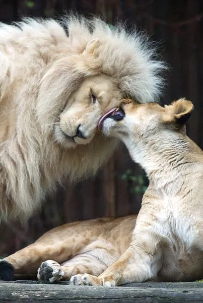 Encantadora pareja de leones muy enamorados - Univision