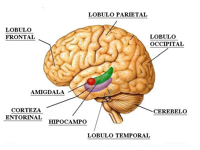 El cerebro interpreta y construye las imágenes, nos podemos realizar ...