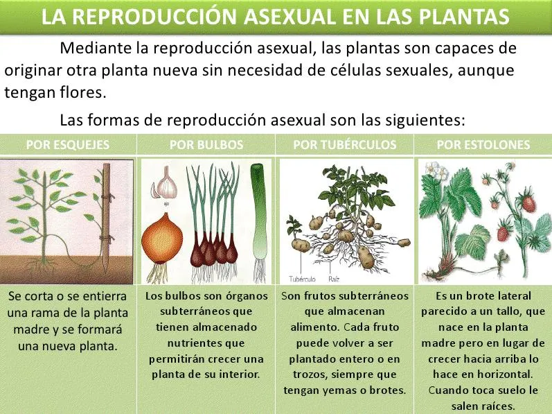 ENCICLOPEDIA NUESTRO MUNDO: Reproducción de las plantas