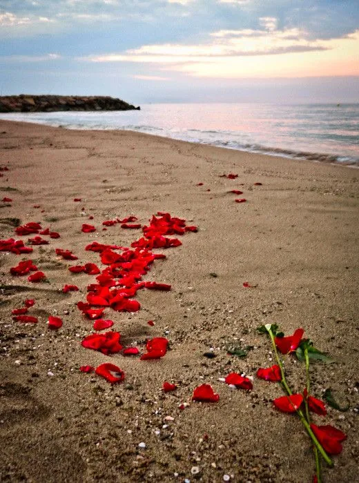 Hoy he encontrado rosas en el mar | Flickr - Photo Sharing!