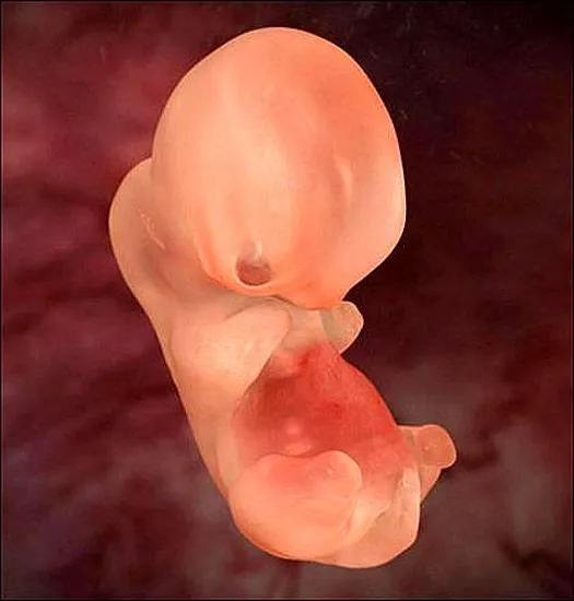 De un feto de 3 meses - Imagui