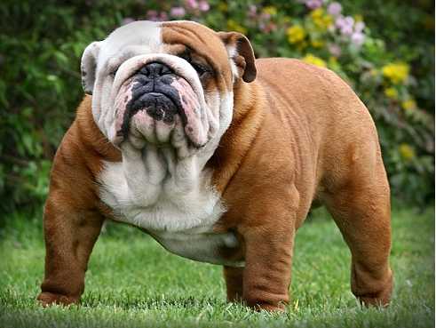 English bulldogs have been screwed for a long time | Canis lupus ... English bulldogs have been screwed for a long time | Canis lupus ...
