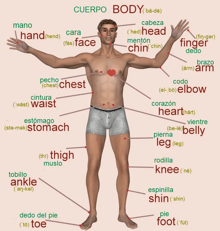Partes del cuerpo (ingles) | mismaterias2