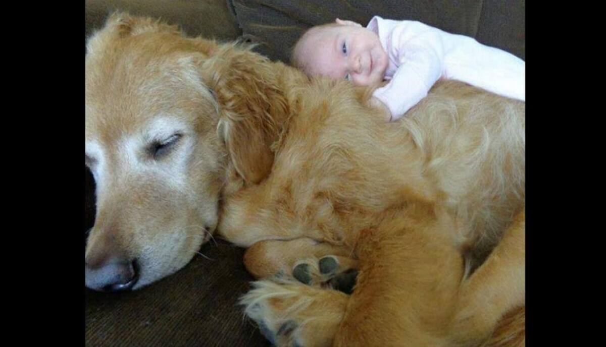 Enternecedoras imágenes de bebés junto a sus mascotas