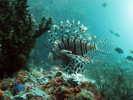 El entorno coralino de Raja Ampat - Ser Turista
