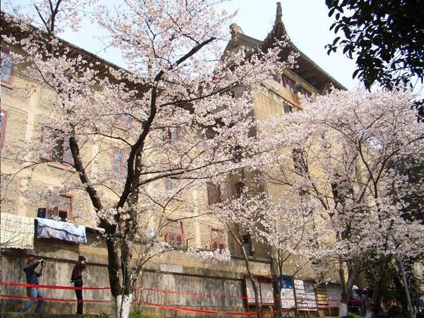 Epoca de flores en China CCTV-International Epoca de flores en China CCTV-International