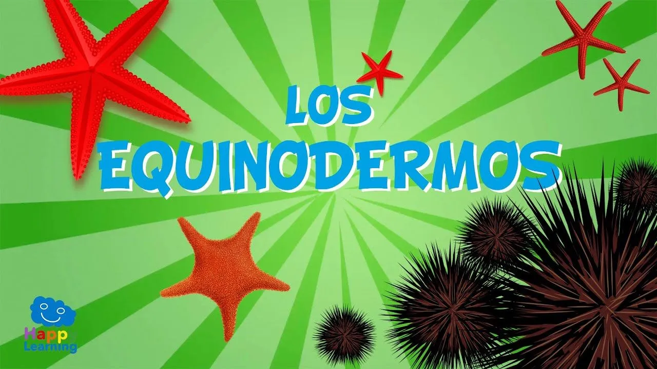 LOS EQUINODERMOS. Animales invertebrados | Vídeos educativos para niños -  YouTube