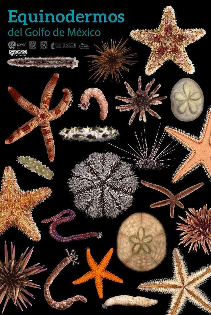 Equinodermos del Golfo de México | Biologia marina, Golfo de méxico,  Infografia