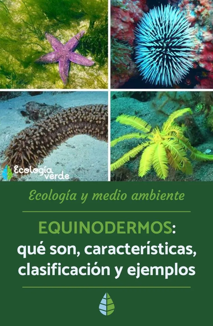 Equinodermos: qué son, características, clasificación y ejemplos - FOTOS |  Ecología, Nicho ecológico, Ecosistemas